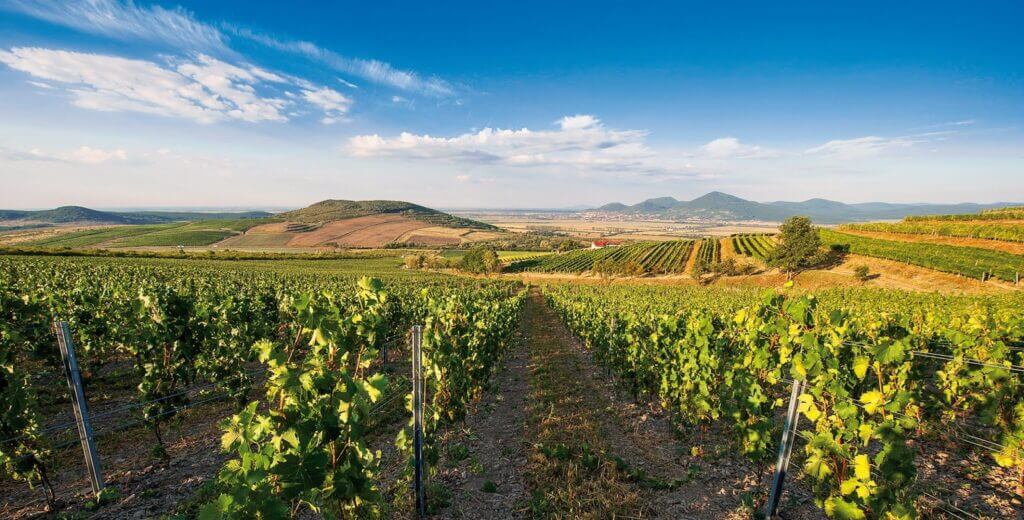 vinohrady panoráma na Maďarsko